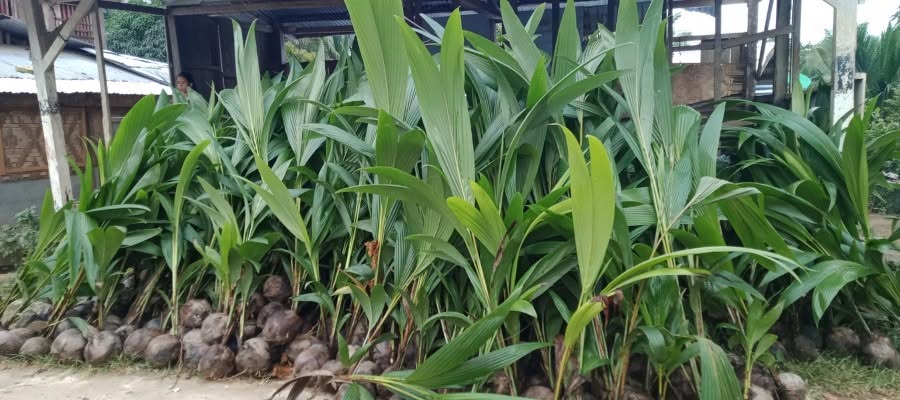 Revitalizing Coconut Farming in Brgy. Consuelo through Public-Private Partnership